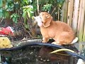 Konijn als hond