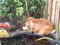 Konijn als hond