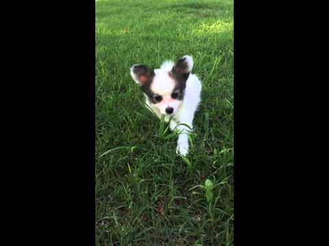 AKC Papillon white and sable female