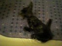 Kitten First Bath Kitten First Bath