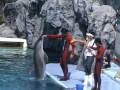 Dolphin and Beluga Show at Safari World Bangkok Thailand part1 (17/01/09)