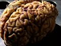 Fish and omega-3 magic properties - BBC science