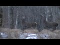 27.12.09cerfs biches jeunes sangliers(1er)