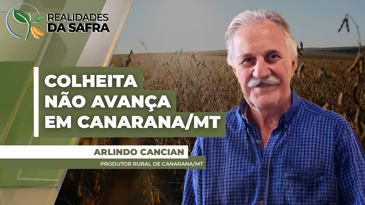 Colheita da soja não avança em Canarana/MT diante de chuvas constantes