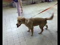 Mobe 6 mths old - SPCA Training Class