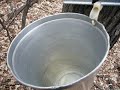 maple syrup