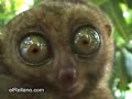 lemur-te-observa.html