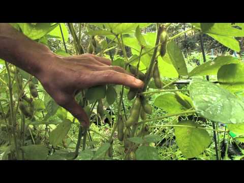 how to harvest edamame beans