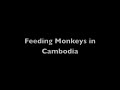 Feeding Monkeys In Cambodian Jungle *MikeSwick*