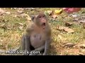 Feeding Monkeys In Cambodian Jungle *MikeSwick*