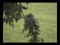 12 Gauge Shotgun meets Hornet Nest 12 Gauge Shotgun meets Hornet Nest
