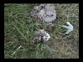 12 Gauge Shotgun meets Hornet Nest
