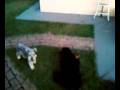 videos de Brigitte e Lupo