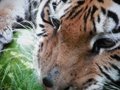 TIGERS LIONS attacking watermelons!