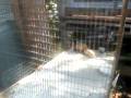 videos de The ferret episodes....part 3