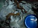 cat geckos - aeluroscalabotes felinus cat geckos - aeluroscalabotes felinus