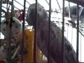 Pet Parrot Care,parrot feathers