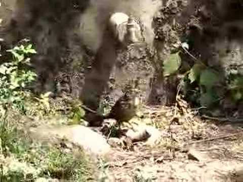 Streaky Weaver Bird drinking Water ...