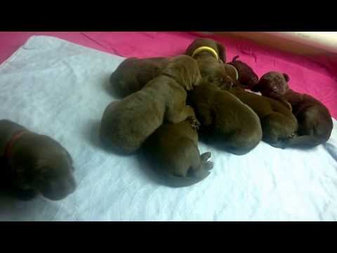 AKC Chocolate Labrador Puppies Day 14 – Two Week Old Puppies!