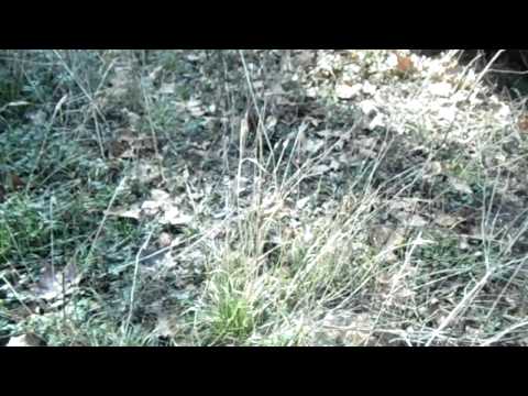 how to locate coyotes
