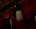 dopee penguins