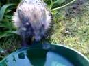Hedgehog drinks water