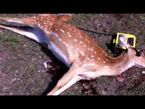 how to bleed deer meat out