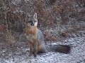 grey-foxes.html
