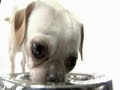 ConsumerAffairs.com - Pet Food Recalls