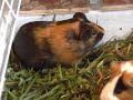 Guinea pig - ????? - cavy - cavia - ??? ??????? ?????? Guinea pig - ????? - cavy - cavia - ??? ??????? ??????