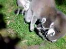 lemurs!
