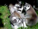 lemurs!