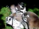 lemurs!