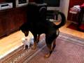 videos de Rottweiler&Chihuahua (Allora&Kitty)