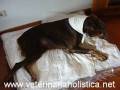 videos de Wobbler Syndrome - Mufasa - Acupuncture Physiotherapy - 