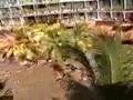 海啸实拍2