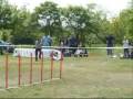 Bunny 2009.04.26 FCI VB selejtező jumping 1