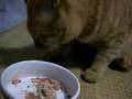 ひたすらに食べかるあ