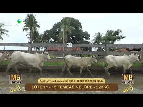 536� LEIL�O VIRTUAL MB LEIL�ES