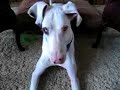 Great Dane Zoomies