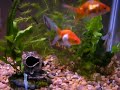 Overfeeding=Swim Bladder Problem Bladder Diseases