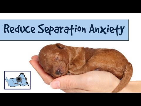 how to relieve anxiety in dogs