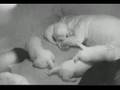 Labrador Retriever video