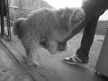 jim seducing my dog. jim seducing my dog.