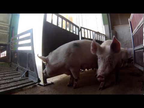 Schweine -