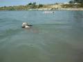 Missy is swimming 2