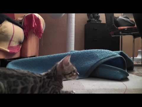 Video Bengal Heros erste zwei Wochen bei uns.