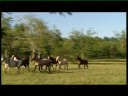 Gaucho y Cultura | Secretaria de Turismo Virtual la Nacion