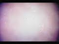 The Strokes - Hard to Explain The Strokes - Hard to Explain