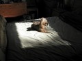Obi Sleeps in the Sun